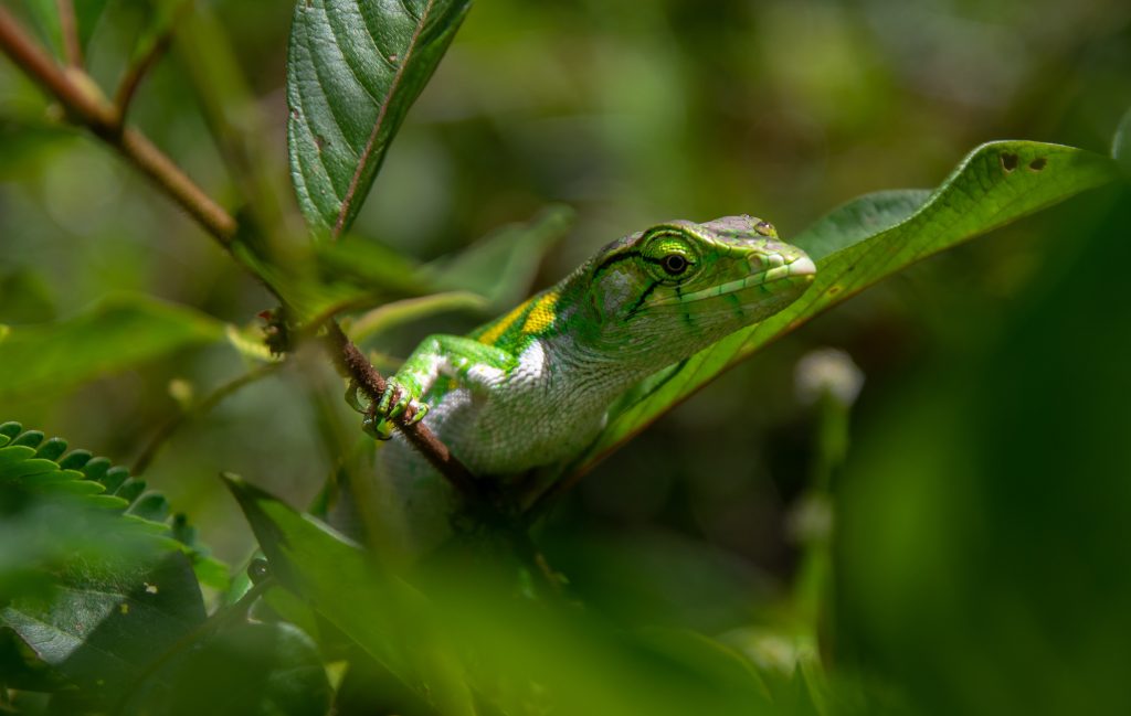 biodiversità-benessere