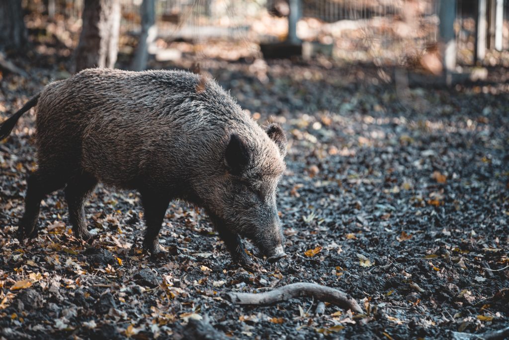 cinghiale