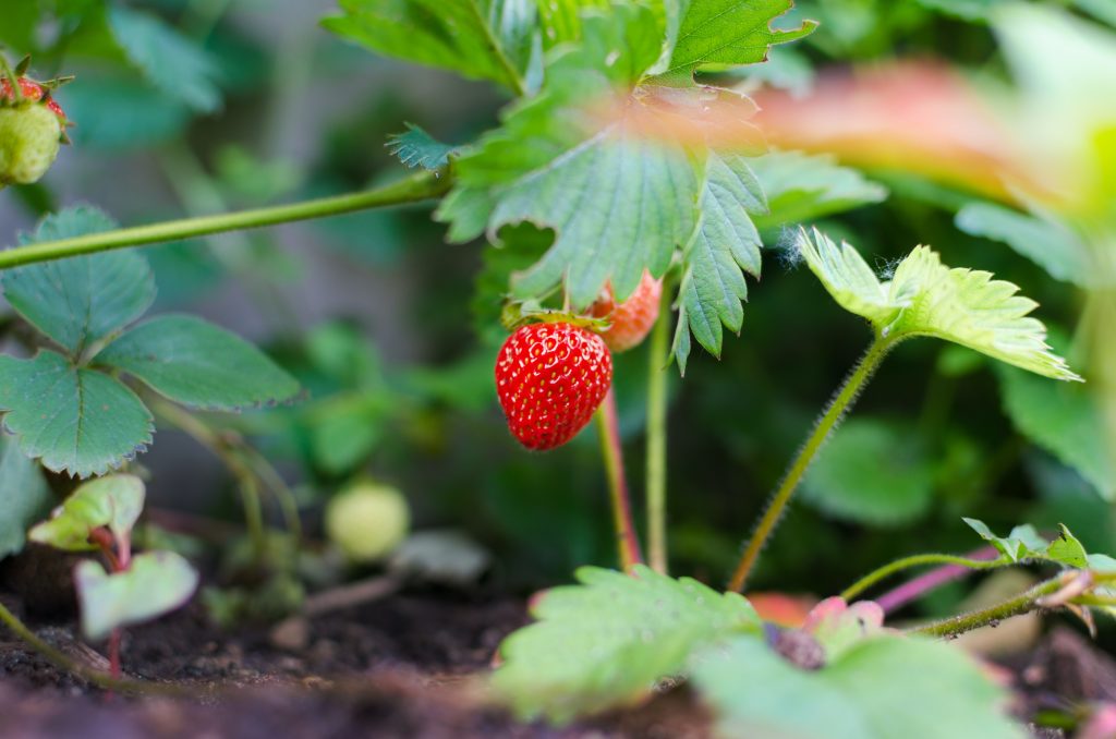 fragole-antiossidanti