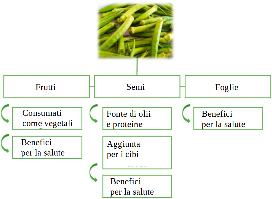 gombo-benefici