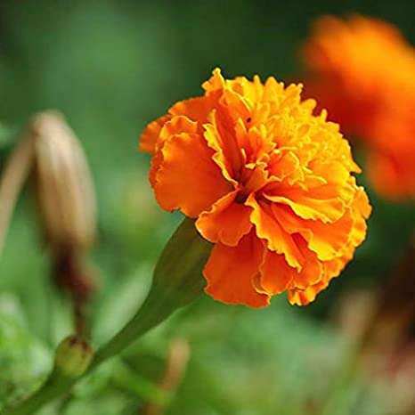 Tagetes erecta