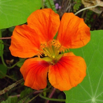 Tropaeolum majus