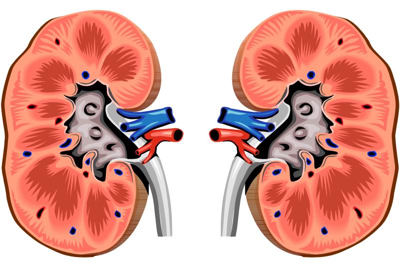 malattia-renale-cronica-terapia