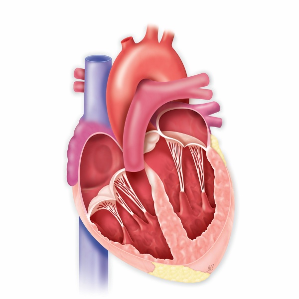 malattie-cardiovascolari