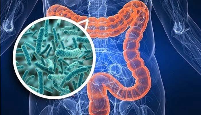 microbiota-intestino