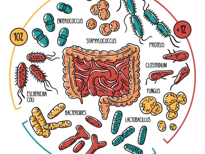 Microbiota-intestinale