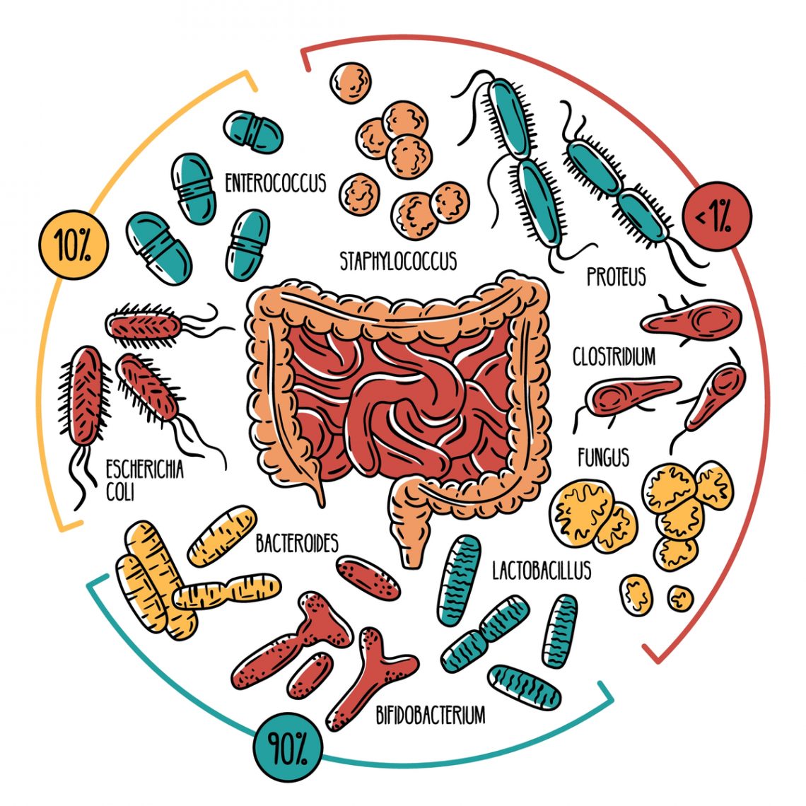 https://www.cibum.eu/wp-content/uploads/Microbiota-intestinale-1.jpg