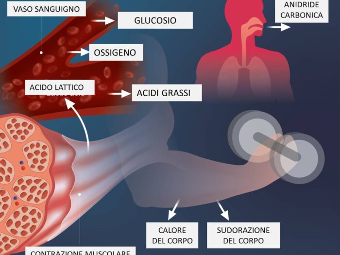 acido-lattico-come-si-forma