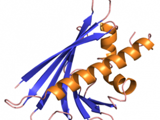allergie-pr10