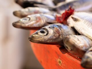 anchovies-6757614_1280