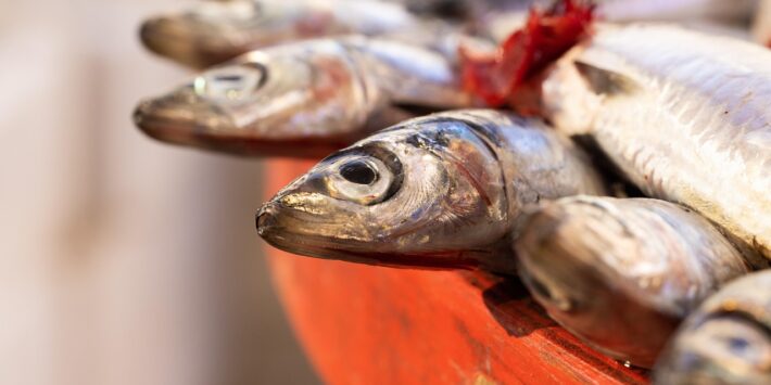 anchovies-6757614_1280