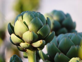 artichoke-7456876_1280 (1)