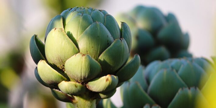 artichoke-7456876_1280 (1)