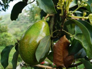 avocado-2192116_1280
