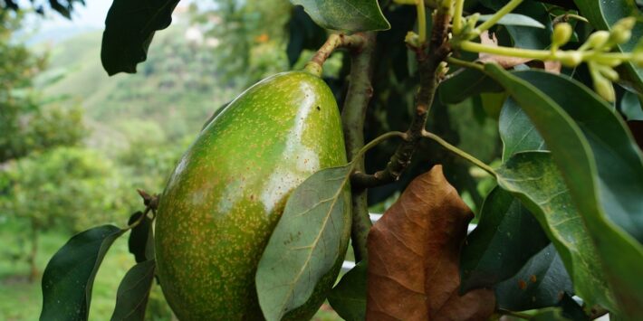 avocado-2192116_1280