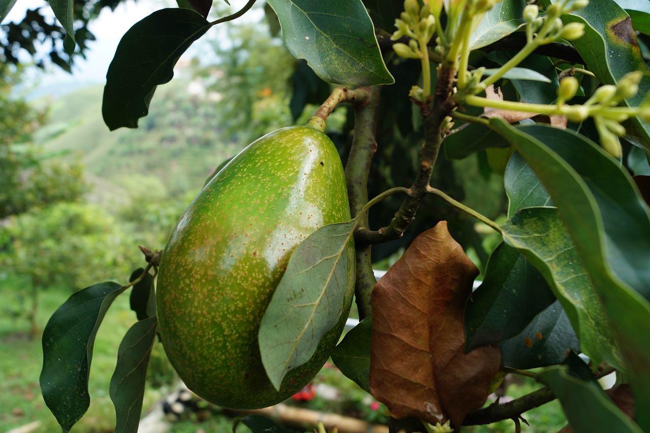 Sottobicchiere 'Avocado Il Buono Kind Of Grasso' – Gift Base – 9x9 Cm – Finitura Lucida Con Supporto In Faesite – Regalo Divertente