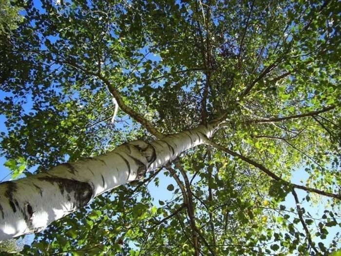 betulla-profiline-allergia