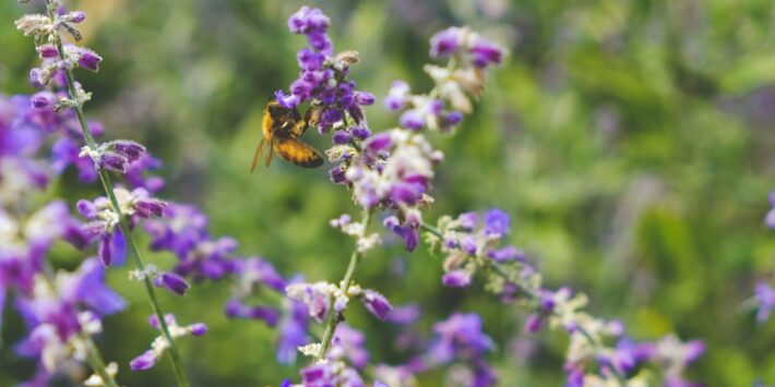 biodiversita