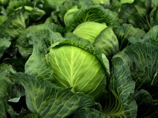 cabbage-3722517_1280
