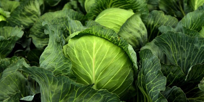 cabbage-3722517_1280
