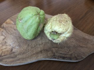 chayote