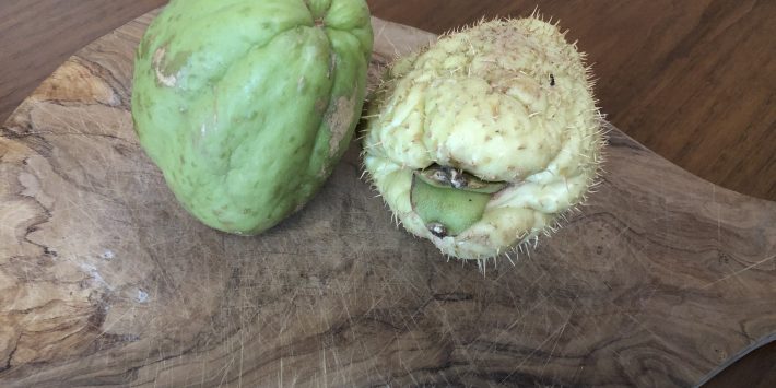 chayote