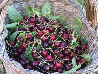 ciliegia-antiossidanti