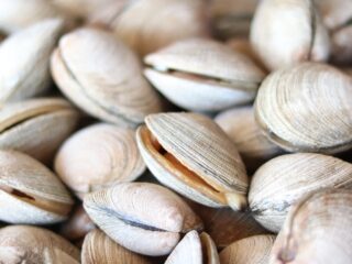 clam-4746021_1280