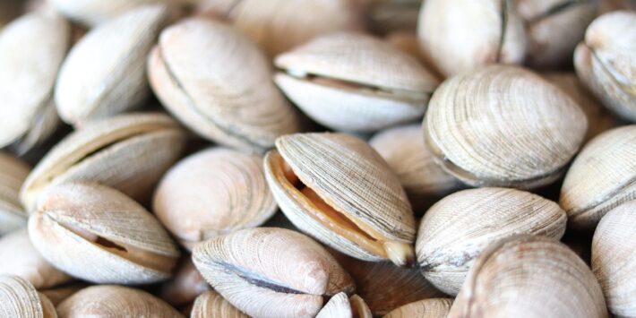 clam-4746021_1280