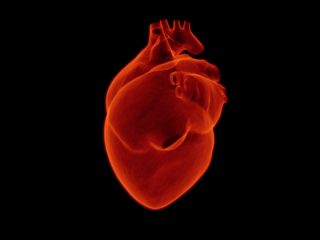 cuore-cibum