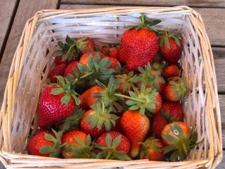 fragole