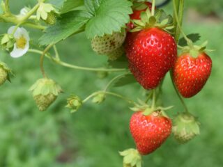 fragole_benefici