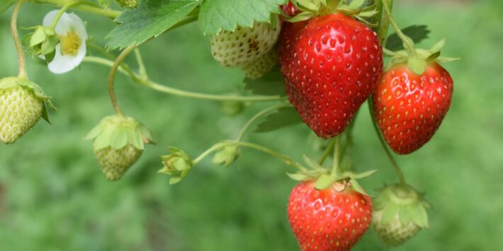 fragole_benefici