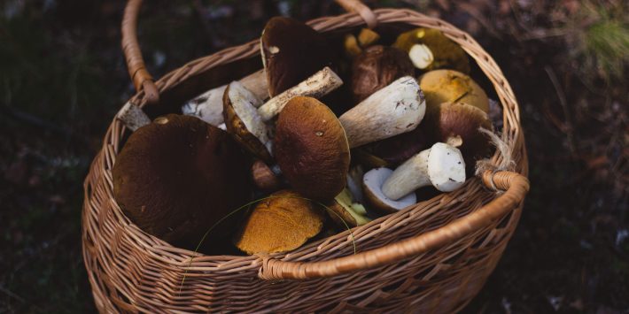 funghi
