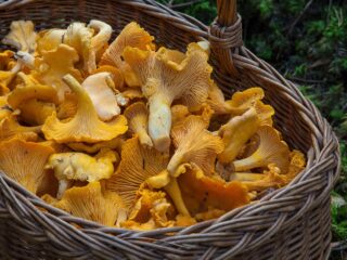 funghi_salute