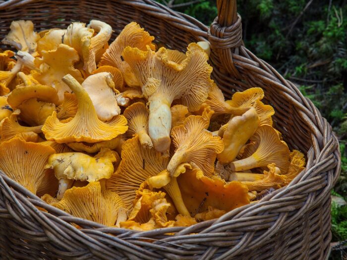 funghi_salute