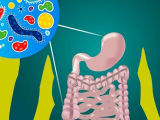 gut-microbiome-550x700-2