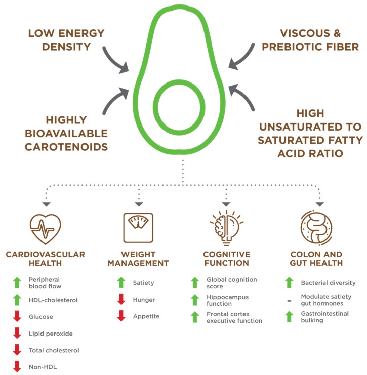 avocado-antiossidanti-cervello