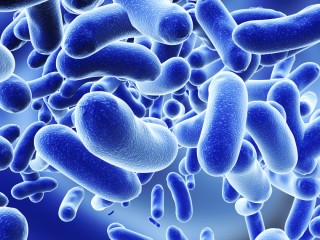 microbiota-disfunzione