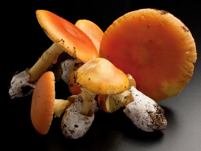 insalata-funghi-ricetta