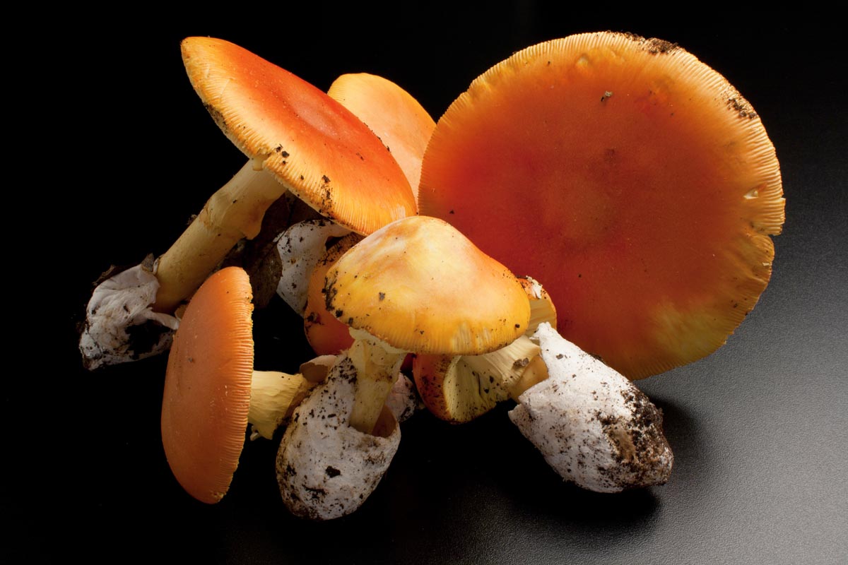Insalata di funghi ovuli e grana: la ricetta