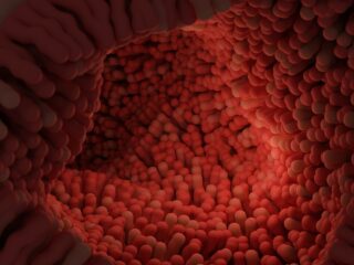 intestinal-villi-7181117_1280