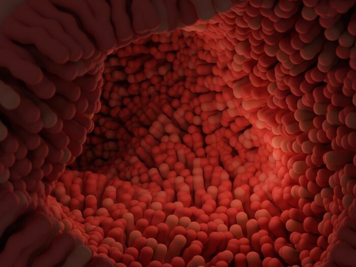 intestinal-villi-7181117_1280