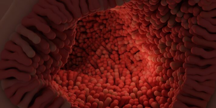 intestinal-villi-7181117_1280