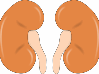 kidney-147499_1280