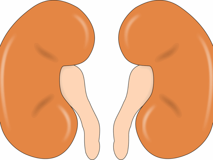 kidney-147499_1280
