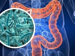 microbiota-intestino-1-1