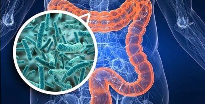 microbiota-intestino-1-1