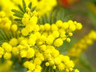 mimosa