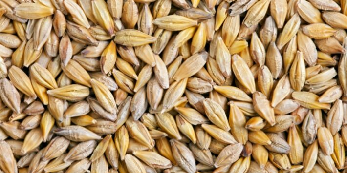 orzo